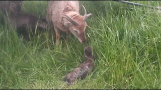 SPRING BABIES ARRIVE ON CODY'S FARM