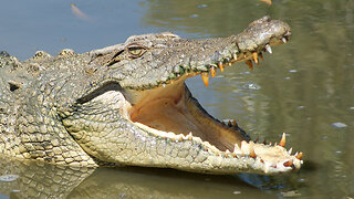 Australian Crocodile