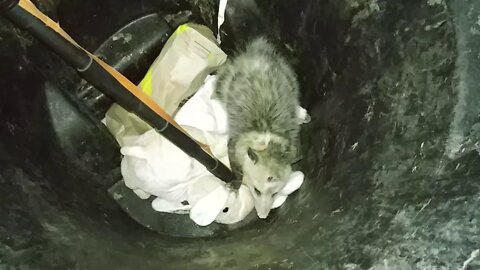 2018 Opossum Adventures: Evacuating One From Our Attic