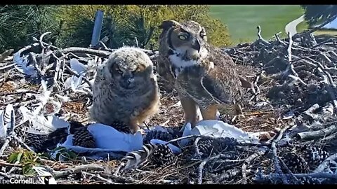 Dinner With Mom Continues 🦉 4/3/22 16:17