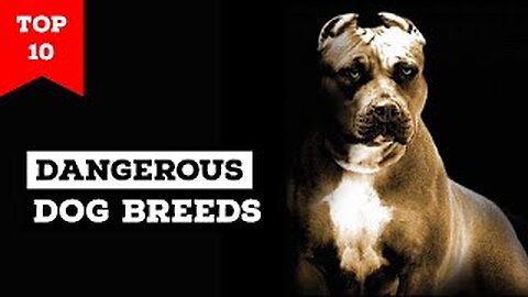 Top 10 most dangerous dogs in the world shorts video || #top10 #viral #shorts