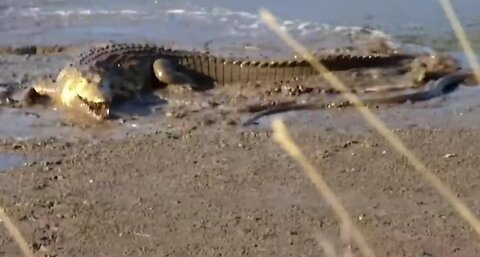 Black Mamba vs. Crocodile