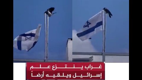 عاجل غراب ينتزع علم إسرائيل ويلقيه أرضاً