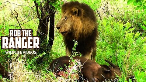 Mapogo Lion Coalition With A Young Buffalo | Archive Footage