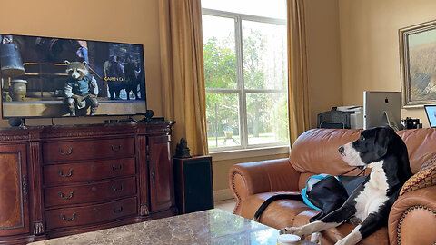 Great Dane is fascinated by Rocket from 'Guardians of the Galaxy'