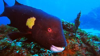 Very unusual fish enjoys posing for the video camera