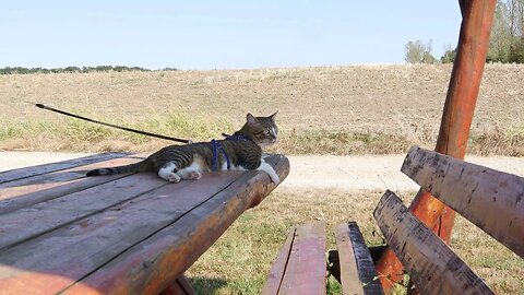 Cat Found a Wooden Bench