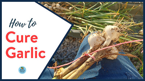 Harvesting and Curing Garlic | Simple, No-Fuss Tips!