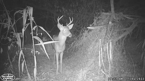 Trail Camera: Whitetail Buck🦌