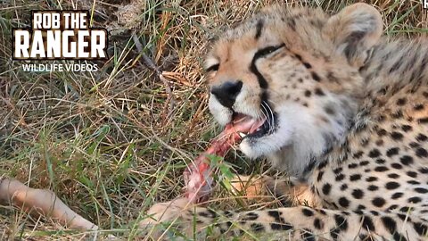 Cheetah Family Finish A Meal | Maasai Mara Safari | Zebra Plains