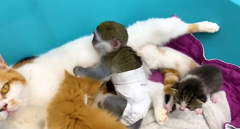 cute baby monkey is suckling with mother cat