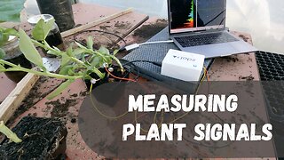 Plant EEG - Capturing Biofeedback Signals from Plants