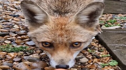 🦊Hungry vixen mother fox checking out the back door for food for her baby fox cubs