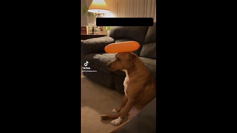 The ole pitbull baloon trick. 🤣🤣🤣