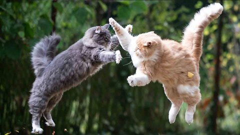 Cat Fight Video