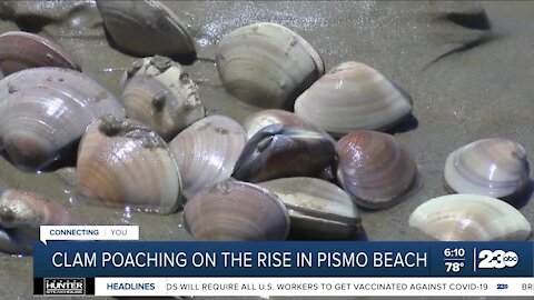 Clam poaching on the rise in Pismo Beach