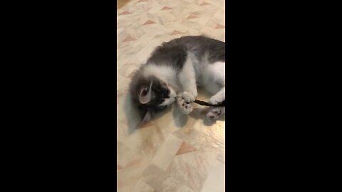 Donny Kitty Plays with Chicken Feather (2)
