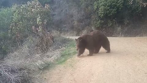Bear Scares Hiker Off Trail In Monrovia, Ca