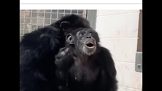 FRIDAY FREEDOM FUN - CHIMP FREED AFTER 28 YRS - SEES OUTDOORS, SUN & SKY FOR FIRST TIME