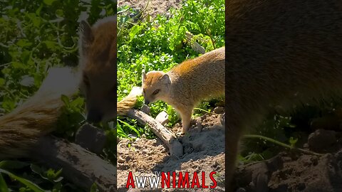 🤗 #AwwNIMALS - Small Warriors of Peace: Mongoose Soaking in the Sun's Warmth 💕