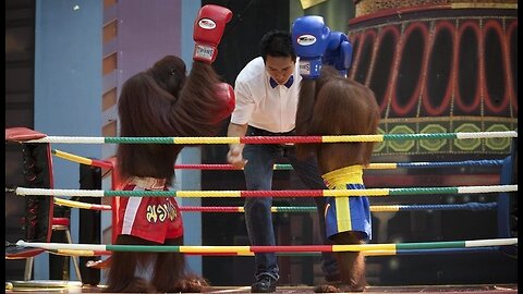 Orangutan Kickboxing Training.