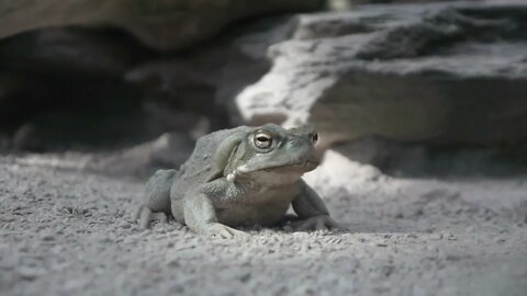 frog amphibian animals background