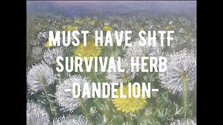 SHTF Survival Herb -Dandelion-