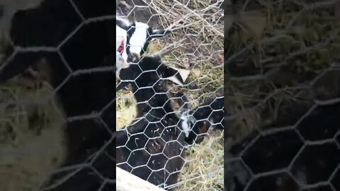 Feeding neighbour’s goats f egg during flood. Horses are left out!!