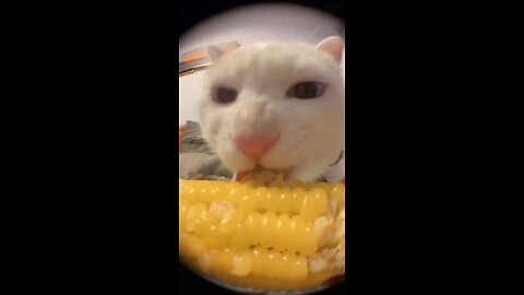 kitten eats corn