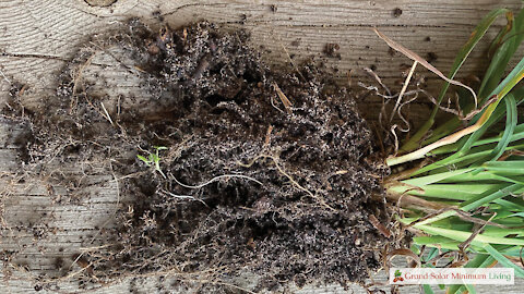 The Importance of a Healthy Rhizosphere in the Garden