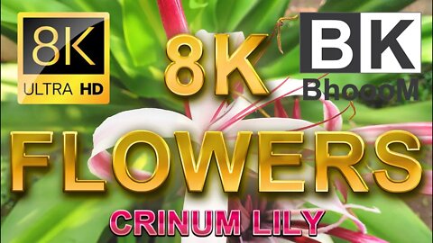 Beautiful Flowers Collection 8K ULTRA | 8K TV | Crinum Lily 8K video | Nature Sounds #CrinumLily #8K