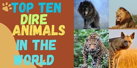 Top ten dire animals in the world// Dire animals in the world