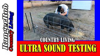 Unbelievable! Our Idaho pasture pigs surprised us during ultrasound pregnancy test