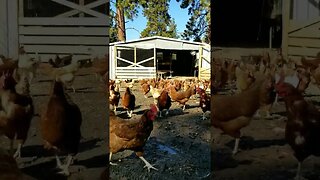 #chickens #freerange #farmanimals #farmlife #homesteadlife #homesteading #farm
