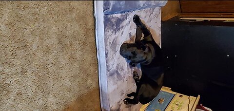 Review Extra Large Dog Bed Orthopedic Jumbo Dog Beds Pillow Pet Bed Mat Joint Relief Pet Sleepi...