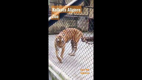 Royal Bengal Tiger in Kolkata Alipur Zoo