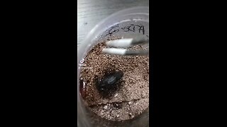 Scorpion feeding