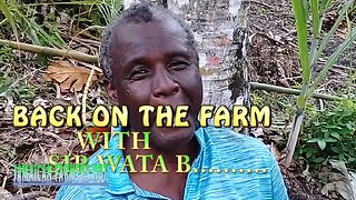 Farming Yam Pumpkin sugar bean and coco