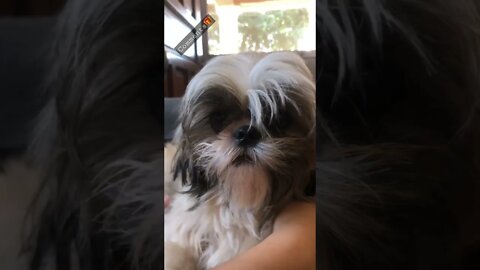 My Shih Tzu puppy having her period🩸| GRUMPY DOG