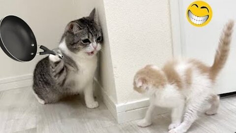 🐈😺😂 funny video Animals funny videos cat hit her baby of pan 😂