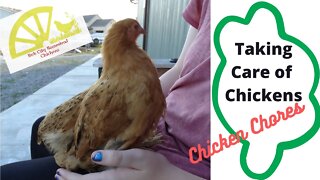 Taking Care of Chickens - What are our Chicken Chores?