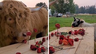 Farm animals enjoy sweet picnic together