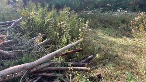Episode 3 - Clearing Brush from the Driveway - Oct 5th, 2019