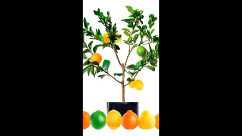 ఫ్రూట్ సలాడ్ ట్రీస్ ఒకే చెట్టుకు వివిధ రకాలు పండ్లు |Fruit Salad Trees Grow Different Fruit on 1Tree