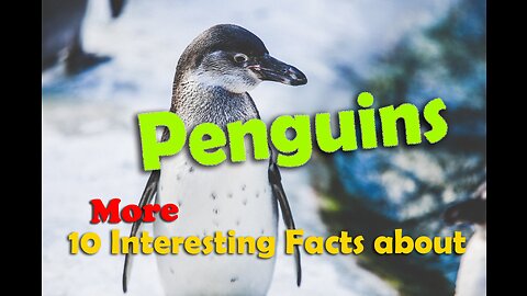 10 More Little Known Facts about Penguins