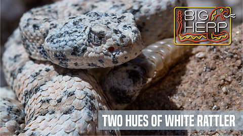 Beautiful Speckled Rattlesnakes | Two Hues of White