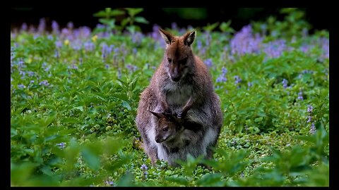 Kangaroo hiding her babby 😍