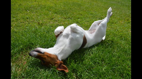 Teach Your Dog to Play Dead When You say BANG!