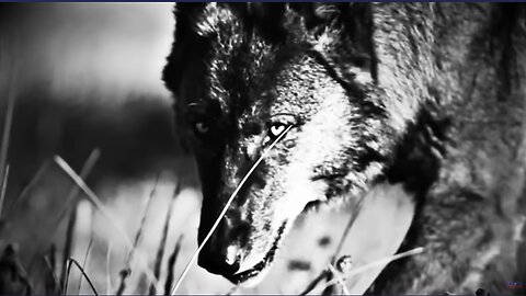 6/9/2023 - DOJ Election Interference Scheme to take down Trump! Wolves! God will overcome!