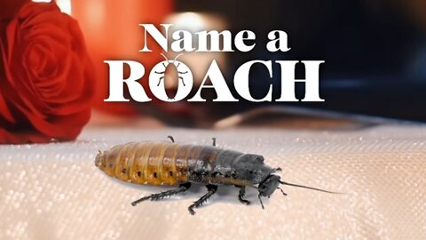 Name A Roach For Valentine's Day At The Bronx Zoo
